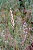 reed canary grass