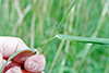 reed canary grass