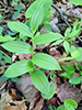 rose twisted-stalk