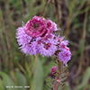 rough blazing star