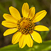 rough oxeye