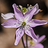 round-lobed hepatica