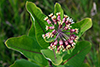 Sullivant’s milkweed