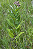 Sullivant’s milkweed