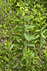 Sullivant’s milkweed