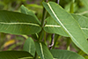 Sullivant’s milkweed