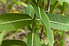 Sullivant’s milkweed