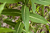 Sullivant’s milkweed