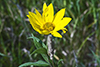 sawtooth sunflower
