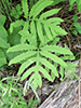 sensitive fern