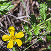 silverweed