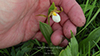 small white lady’s slipper