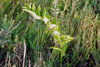 smooth Solomon’s seal
