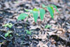 smooth Solomon’s seal