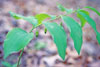 smooth Solomon’s seal