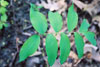 smooth Solomon’s seal