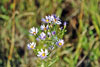 S/smooth_blue_aster_02smooth blue aster