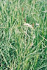 smooth scouring rush