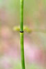 smooth scouring rush