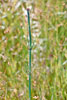 smooth scouring rush