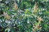 smooth sumac