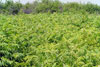 smooth sumac