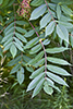 smooth sumac