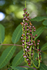 smooth sumac
