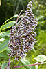 smooth sumac
