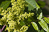 smooth sumac