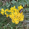 stiff goldenrod