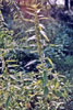 stinging nettle