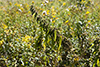 stinging nettle