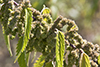 stinging nettle