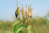 swamp milkweed