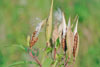swamp milkweed