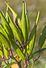 swamp milkweed