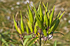 swamp milkweed