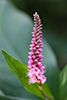 swamp smartweed