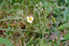 tall cinquefoil