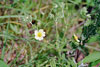 tall cinquefoil