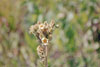 tall cinquefoil