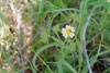 tall cinquefoil