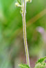 tall cinquefoil
