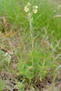 tall cinquefoil