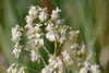 tall meadow rue