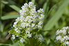 tall meadow rue