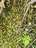toothed plagiomnium moss
