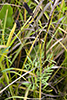 white prairie clover (var. candida)