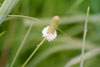 white prairie clover